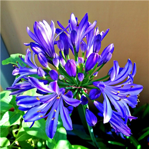 Agapanthus 'Brilliant Blue'